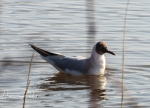 Mouette-Rieuse-1