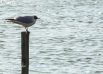 Mouette-Rieuse-4