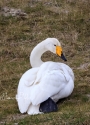 cygne-sauvage-4